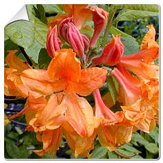 Azlea mollis ou Azlea caduca